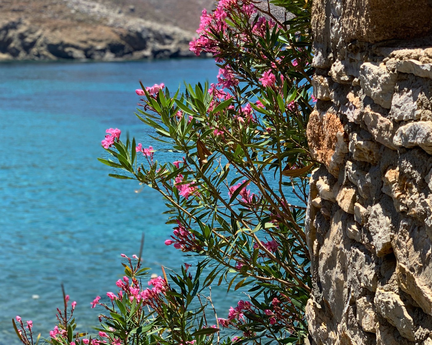 Oleander og udsigt over bugten